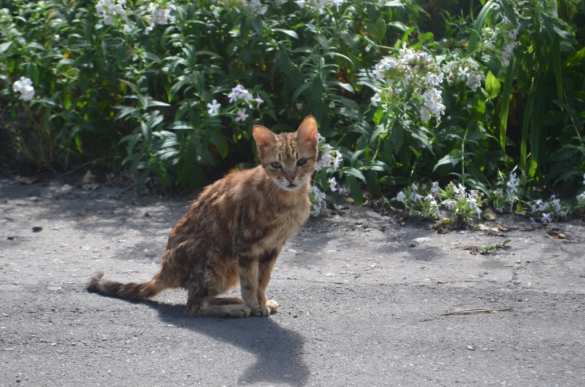 Пока украинцы не побывают на нашем месте, они не поймут, что мы чувствуем, — жители Донбасса о войне (ФОТОРЕПОРТАЖ «Русской Весны») | Русская весна