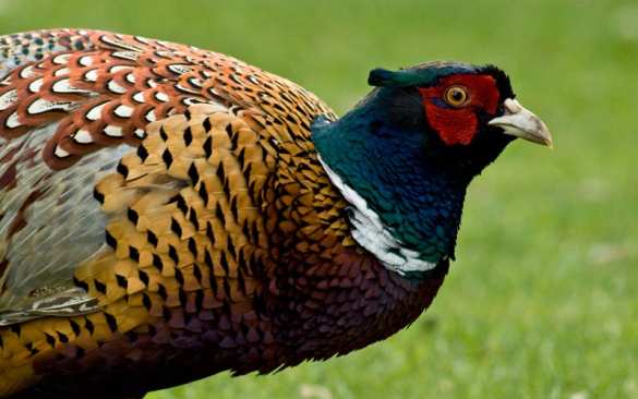 Мор: загадочная массовая гибель птиц и животных в Запорожской области (+ФОТО) | Русская весна