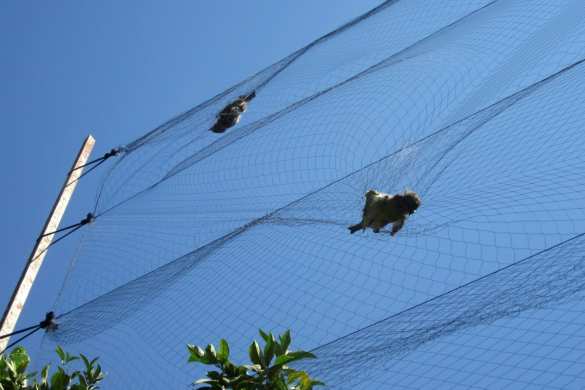 Британских военных обвинили в гибели 800 тысяч птиц на Кипре (ФОТО) | Русская весна