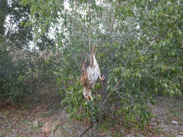 Британских военных обвинили в гибели 800 тысяч птиц на Кипре (ФОТО) | Русская весна