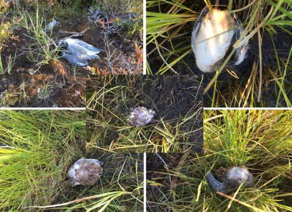 И пала тьма: в Якутии в разгар дня пропало солнце и погибли птицы (ФОТО) | Русская весна