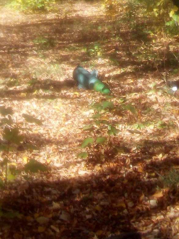 На оккупированной Луганщине возле школы упала ракета — подробности (ФОТО) | Русская весна