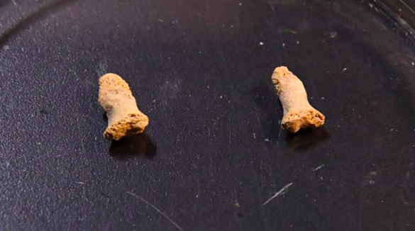 Учёные рассказали о ребёнке-неандертальце, съеденном птицей (ФОТО) | Русская весна