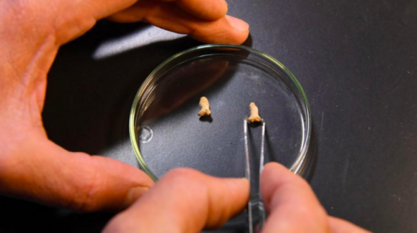 Учёные рассказали о ребёнке-неандертальце, съеденном птицей (ФОТО) | Русская весна