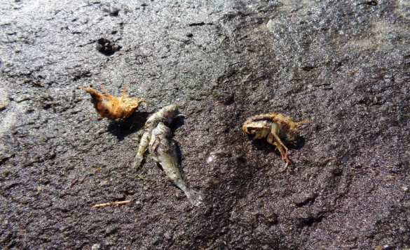 Странная массовая гибель: На берегу Байкала сотни мёртвых рыб и раков (ФОТО) | Русская весна