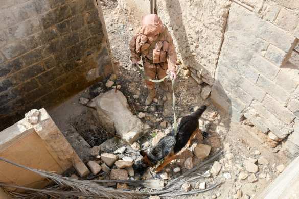 Яркие кадры: Российские военные с собаками ликвидируют «подарки» ИГИЛ в Пальмире (ФОТО) | Русская весна