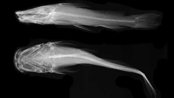 Американские ученые охотятся за неуловимой рыбой-сатаной (ФОТО, ВИДЕО) | Русская весна