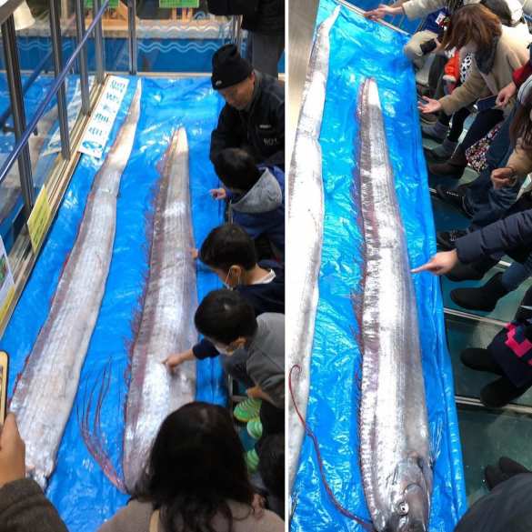 Плохой знак: в Японии из моря выбросился сельдяной король (ФОТО, ВИДЕО) | Русская весна