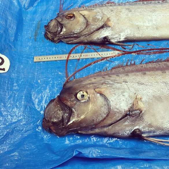 Плохой знак: в Японии из моря выбросился сельдяной король (ФОТО, ВИДЕО) | Русская весна