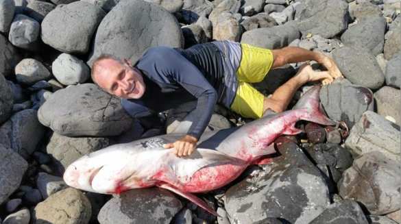 Сёрфер от испуга напал на акулу и убил её (ФОТО) | Русская весна