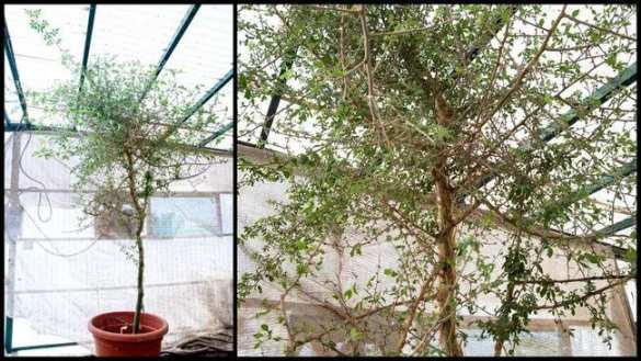 Ученые возродили вымершее библейское дерево из 1000-летнего семени (ФОТО) | Русская весна