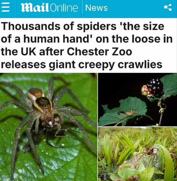 Британские ученые напугали население, выпустив 10 тысяч гигантских пауков | Русская весна