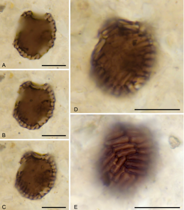 Учёные нашли уникальный организм, который может пролить свет на эволюцию (ФОТО) | Русская весна