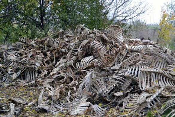 Жуткое зрелище: В Одессе обнаружили горы скелетов (ФОТО) | Русская весна
