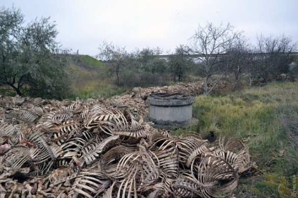 Жуткое зрелище: В Одессе обнаружили горы скелетов (ФОТО) | Русская весна