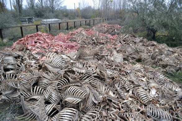 Жуткое зрелище: В Одессе обнаружили горы скелетов (ФОТО) | Русская весна
