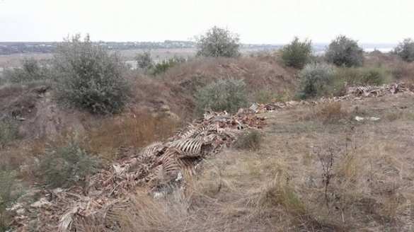 Жуткое зрелище: В Одессе обнаружили горы скелетов (ФОТО) | Русская весна