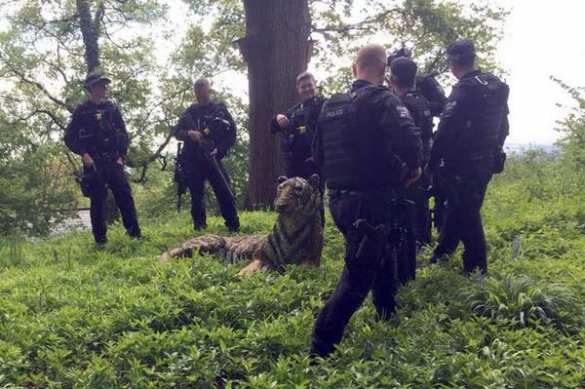 В Британии вооружённые полицейские ловили скульптуру тигра (ФОТО) | Русская весна
