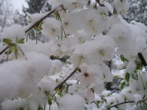 Восточную Европу накрыли резкое похолодание и снегопады (ФОТО, ВИДЕО) | Русская весна