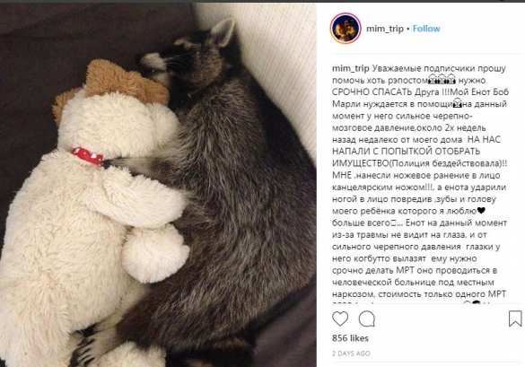 Дикая Украина: киевского рэпера ударили ножом в лицо, его енота избили ногами (ФОТО) | Русская весна