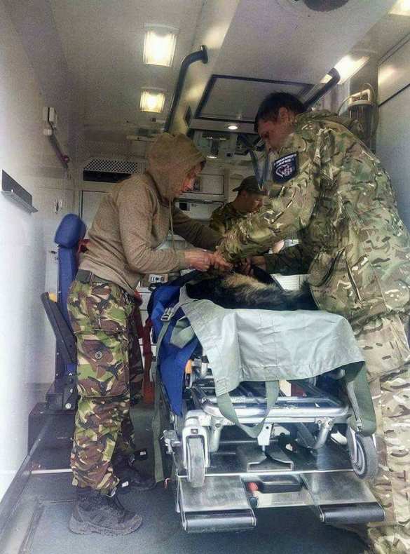 «Сказки из АТО»: украинские блогеры героизируют собаку, «закрывшую собой» двоих всушников (ФОТО) | Русская весна