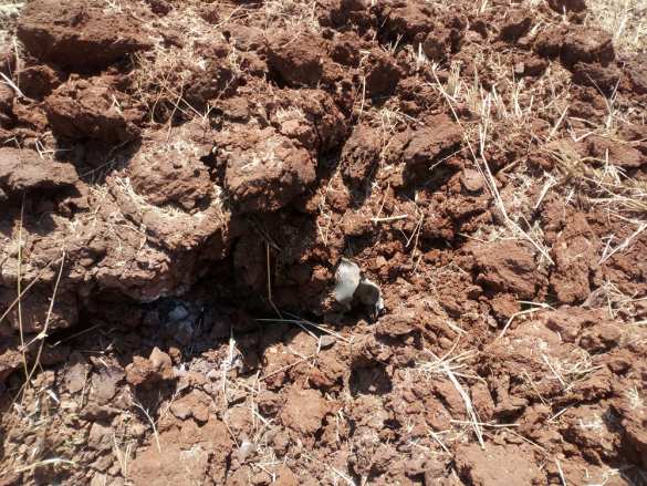 Сирия: тактика «выжженной земли» в Идлибе (ФОТО) | Русская весна