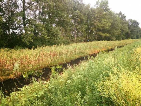 В Раде хотят выяснить, как «стена Яценюка» на границе с Россией превратилась в «огородную решетку» (ФОТО)  | Русская весна