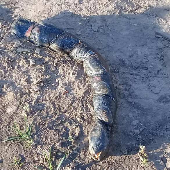 Странное существо «с человеческими зубами» нашли в Аргентине (ФОТО) | Русская весна