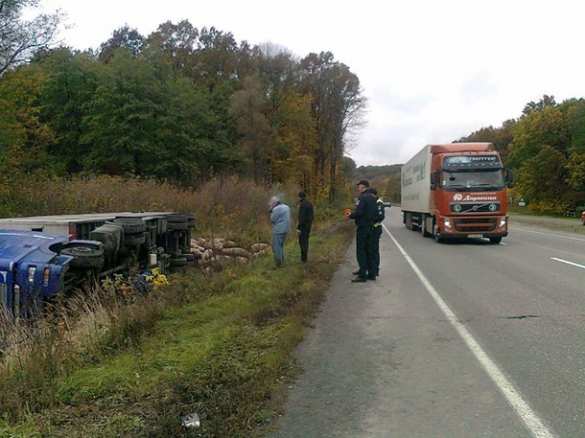 Под Полтавой перевернулась фура со свиньями (ФОТО, ВИДЕО) | Русская весна