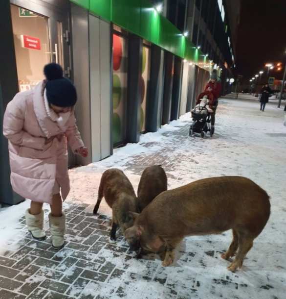 Tyumenben három sertés érkezett a boltba pálinkaért (FOTÓ, VIDEÓ) | Orosz tavasz