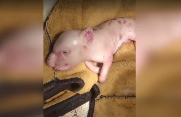 В Китае родился поросёнок-мутант с хоботом (ФОТО, ВИДЕО) | Русская весна