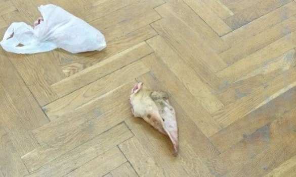 Украинский мир: в горсовете Херсона во время исполнения гимна произошла драка (ФОТО, ВИДЕО 18+) | Русская весна