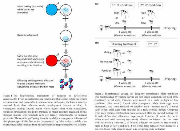 Австралийские ученые пытаются обосновать однополые браки, скрещивая опарышей | Русская весна