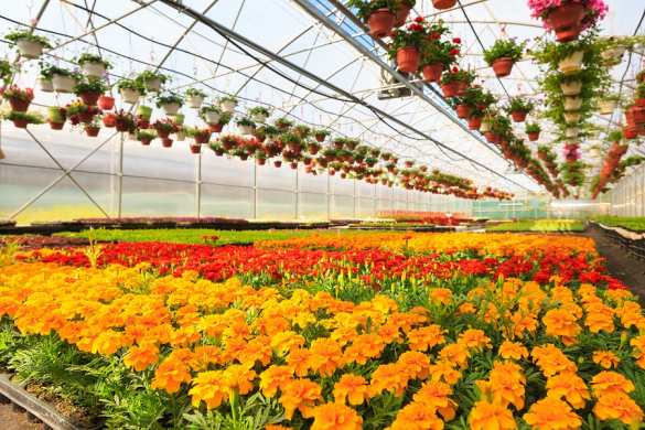 Тепличный бизнес вместе с «ИМПОТЭК»: как организовать (ФОТО) | Русская весна