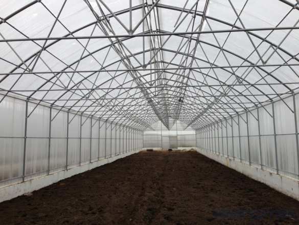 Тепличный бизнес вместе с «ИМПОТЭК»: как организовать (ФОТО) | Русская весна