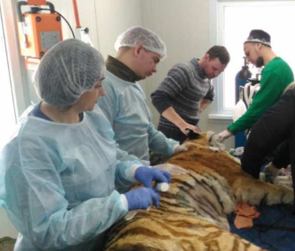 В Приморье ветеринары спасают тяжело раненую тигрицу (ФОТО, ВИДЕО) | Русская весна