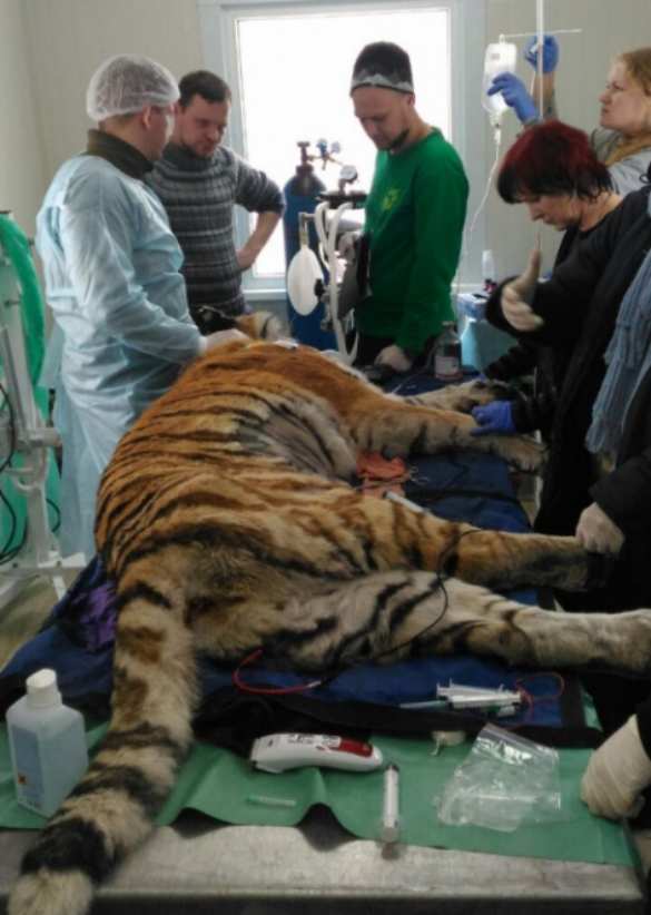 В Приморье ветеринары спасают тяжело раненую тигрицу (ФОТО, ВИДЕО) | Русская весна