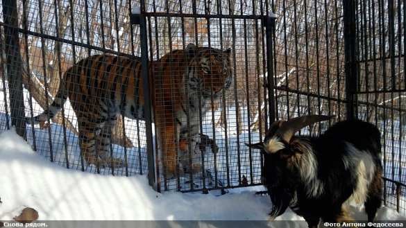 Амур и Тимур встретились после разлуки (ФОТО, ВИДЕО) | Русская весна