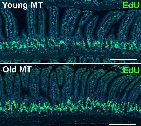 Учёные экспериментировали с калом мышей и придумали новый способ продлить жизнь (ФОТО) | Русская весна