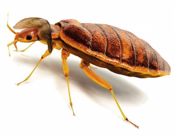 «Трамп привезёт лидеров G7 в отель с клопами»: президент США в ярости из-за атаки в Сети (ФОТО) | Русская весна