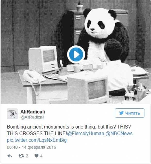 Бритые медведи — помощники ИГИЛ | Русская весна