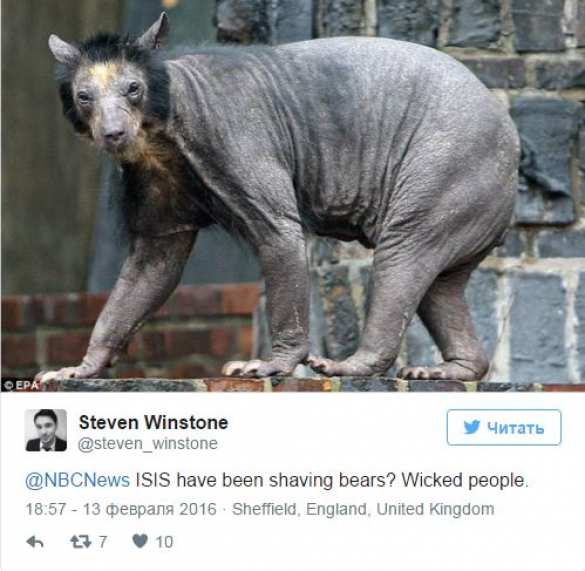 Бритые медведи — помощники ИГИЛ | Русская весна