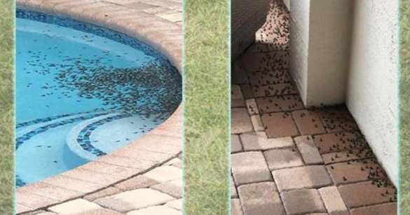 Ядовитые жабы атаковали американский город (ФОТО, ВИДЕО) | Русская весна