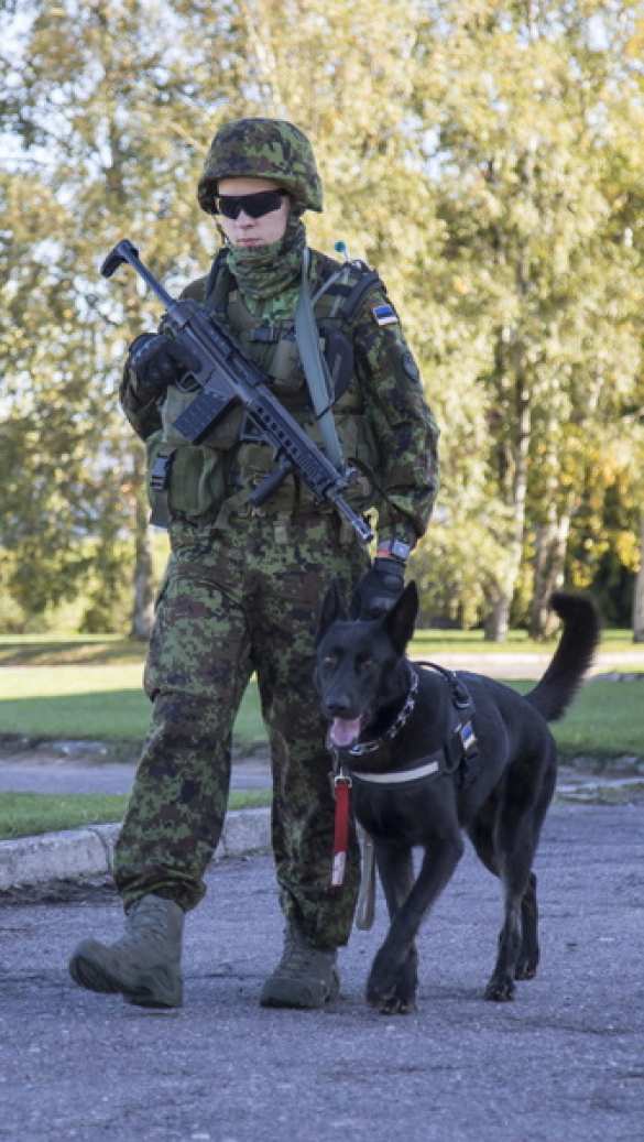 «Морской ёж»: в Эстонии начались «крупнейшие» военно-морские учения (ФОТО) | Русская весна