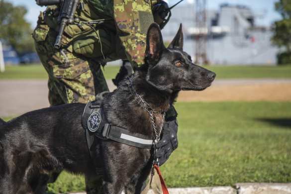 «Морской ёж»: в Эстонии начались «крупнейшие» военно-морские учения (ФОТО) | Русская весна