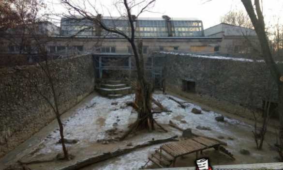 Работник Николаевского зоопарка, получив повестку, прыгнул в вольер к тиграм (ФОТО) | Русская весна