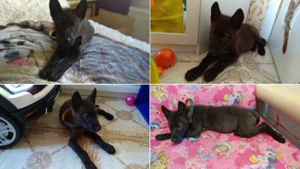 Алан Горные Ветра: Глава ДНР получил удивительный подарок от «Мамая» (ФОТО) | Русская весна