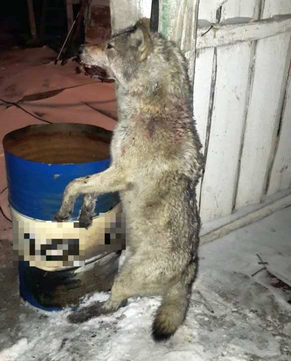 Жуткая история: волк охотился, вгрызаясь в лица людей, но нарвался на девушку с топором и сторожа с карданом (ФОТО, ВИДЕО 18+) | Русская весна