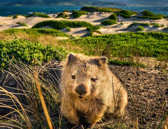 В Австралии власти призвали «уважать» вомбатов (ФОТО) | Русская весна