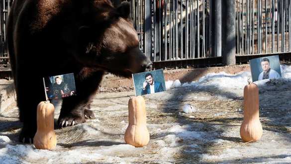 Медведи в России провели досрочные выборы президента Украины (ФОТО, ВИДЕО) | Русская весна